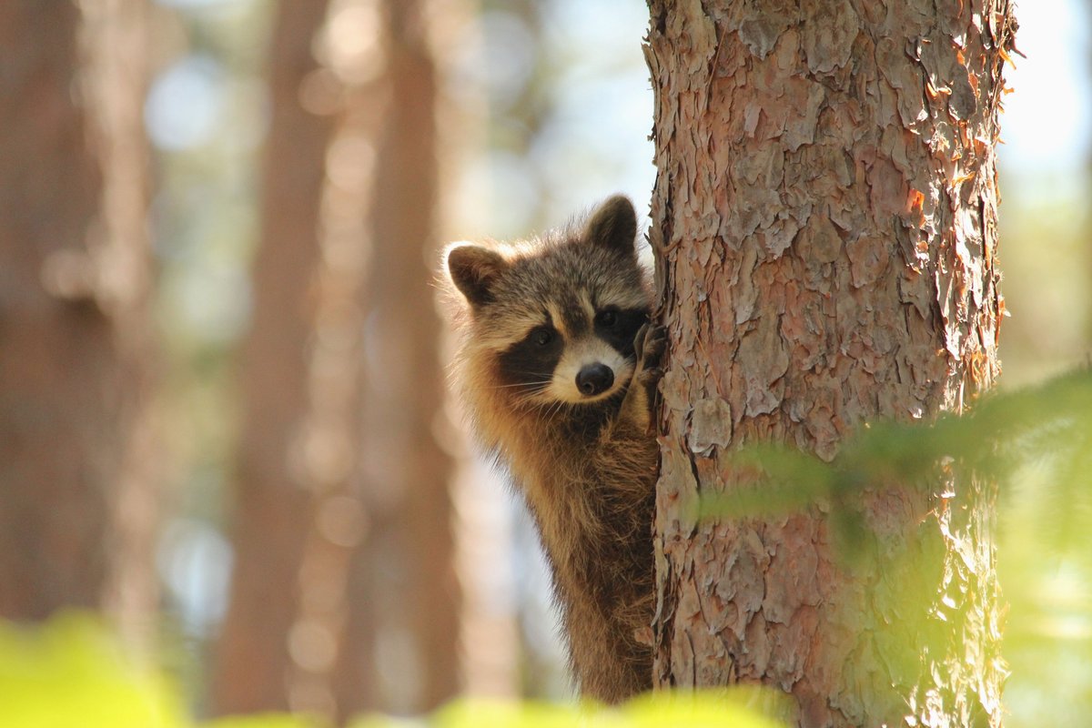 Hey nature photographers! 📸 Spread the word about ethical wildlife photography by sharing this blog with your friends: bit.ly/3uAa9f4 #NationalWildifeWeek #NaturePhotography