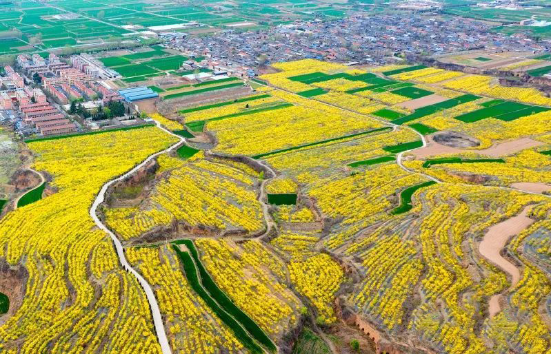 ChinaCradl24993's tweet image. Dive into a sea of #winterjasmine! Near 20,000 acres of blooms in Nanliang Town, #Shanx, create a mesmerizing #springscenery.Join us in this breathtaking   floral paradise! 🌼