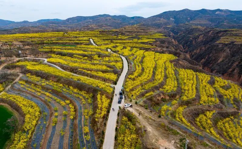 ChinaCradl24993's tweet image. Dive into a sea of #winterjasmine! Near 20,000 acres of blooms in Nanliang Town, #Shanx, create a mesmerizing #springscenery.Join us in this breathtaking   floral paradise! 🌼