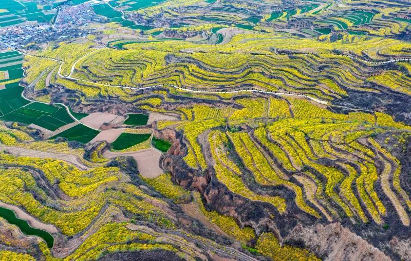 ChinaCradl24993's tweet image. Dive into a sea of #winterjasmine! Near 20,000 acres of blooms in Nanliang Town, #Shanx, create a mesmerizing #springscenery.Join us in this breathtaking   floral paradise! 🌼