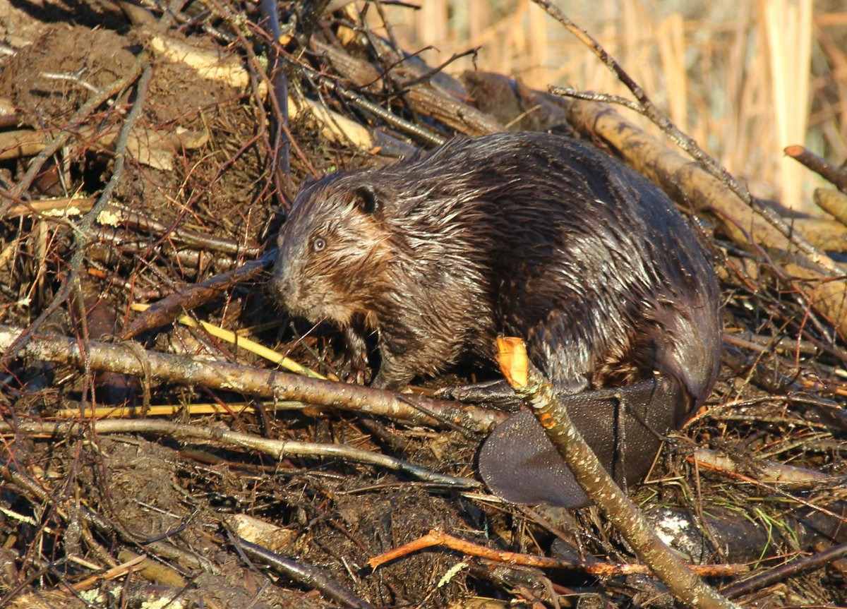 Happy #InternationalBeaverDay to all who celebrate (i.e., everyone who likes to drink water, eat food, catch fish, watch birds, live in a stable climate, and not get swept away by floods and/or immolated by wildfire).