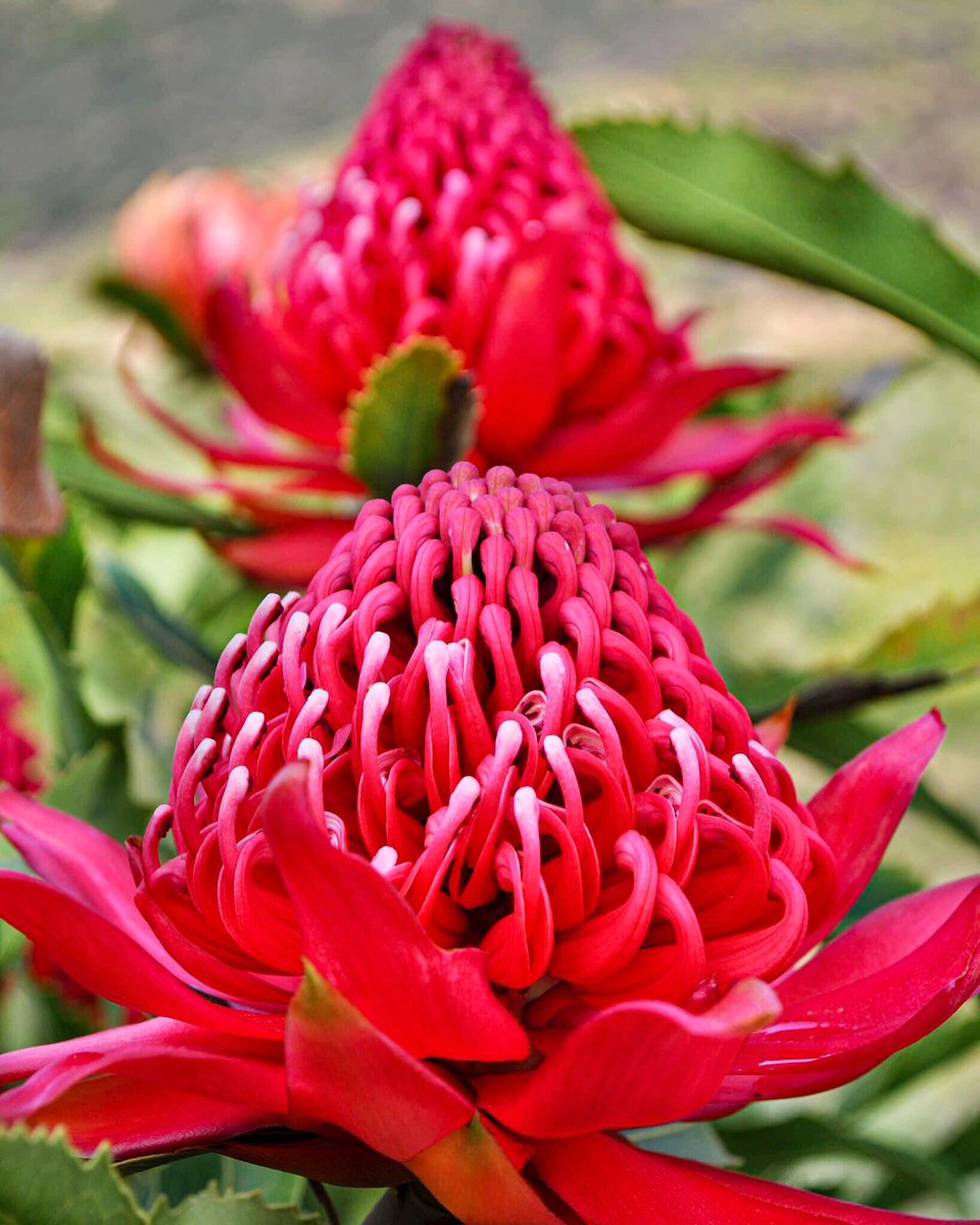 The #Waratah or also called #Telopea is one of Australia’s most iconic #flowers and one of the most spectacular members of the #Protea Family. The name Waratah, an Aboriginal name for “#beautiful” comes from the Eora people, the original inhabitants of the Sydney area. 🍃🌷🌷🌿