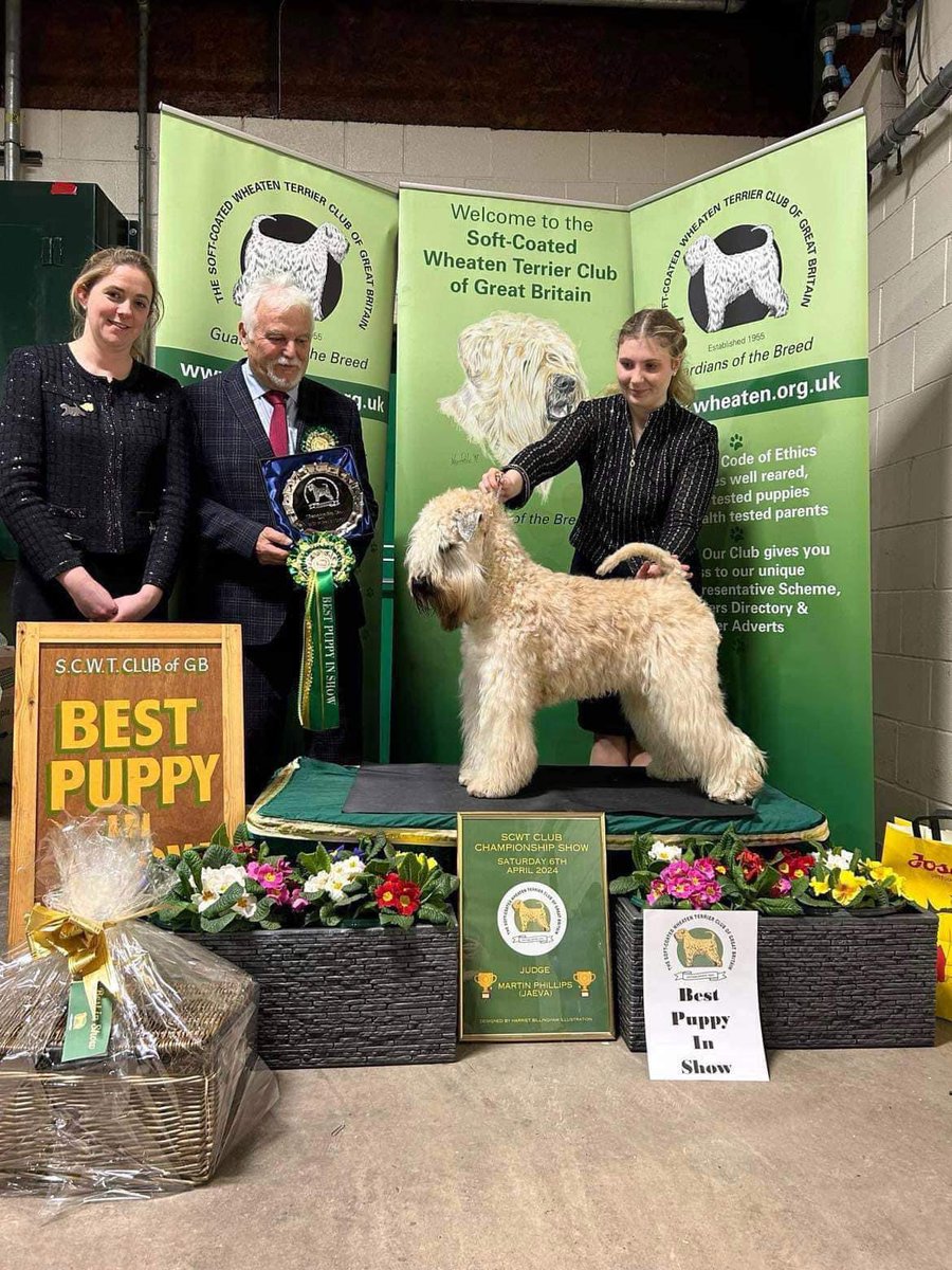Super proud of our imported boy Lakkas Yankee Sweet Silkcroft aka Banksy and his wonderful coowner Poppy Wynter  on winning BEST PUPPY IN SHOW at the SCWT Club Champ Show in the afternoon under judge Martin Phillips.

😀 #wheaten #wheatenterrier #iscwt #scwt