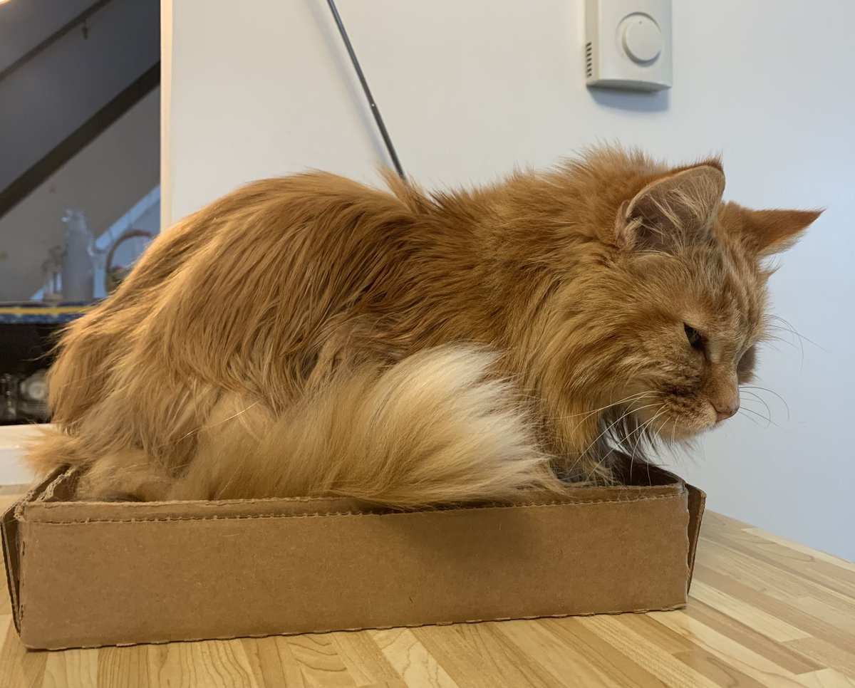 Orion is sticking with tried and tested for #CatBoxSunday 😹🦁 #TeamFloof #CatsofTwittter