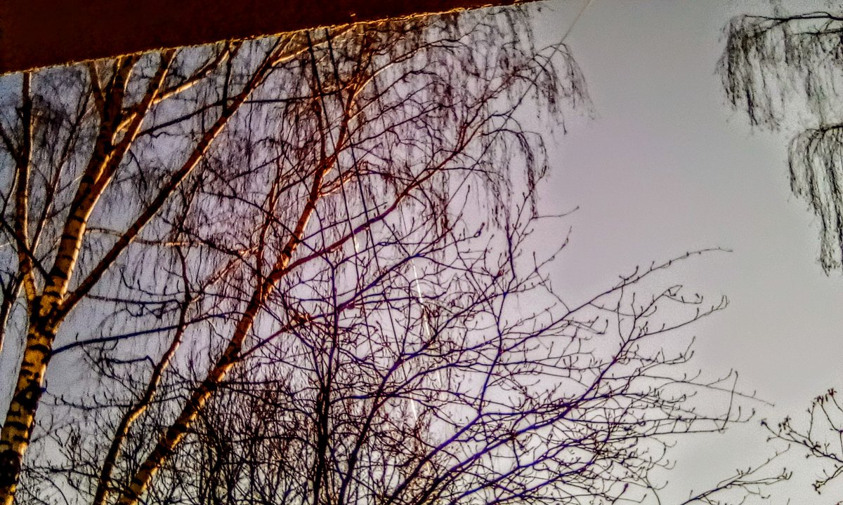 Весеннее! Уже почки распускаются