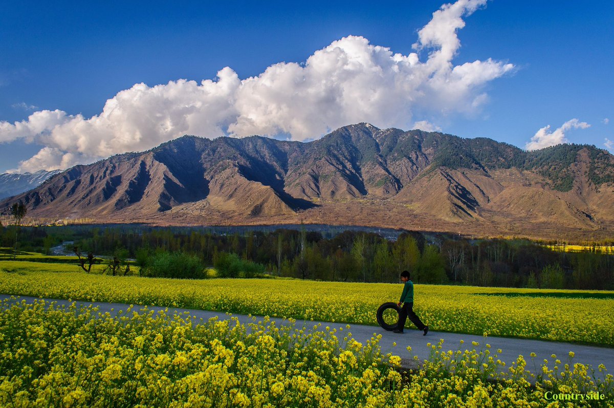 In every blossom, a promise of new beginnings. Experience the magic of spring in J&K! #jktourism #BlossomInKashmir #spring #JammuKashmir #mustard #fields @MudgalYasha @diprjk