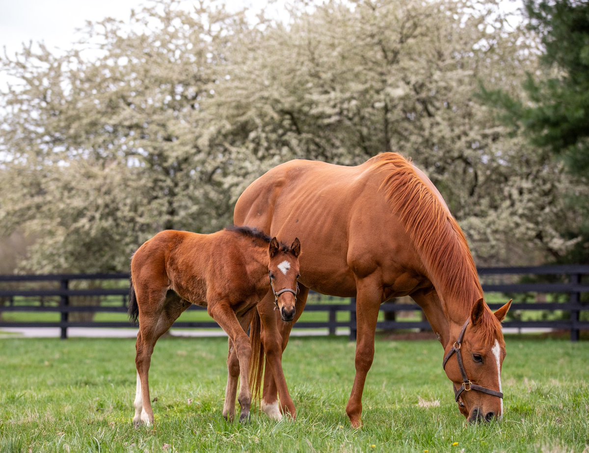 There’s just something special about springtime in Kentucky. 📍 Gainsborough Farm in Versailles #VisitHorseCountry