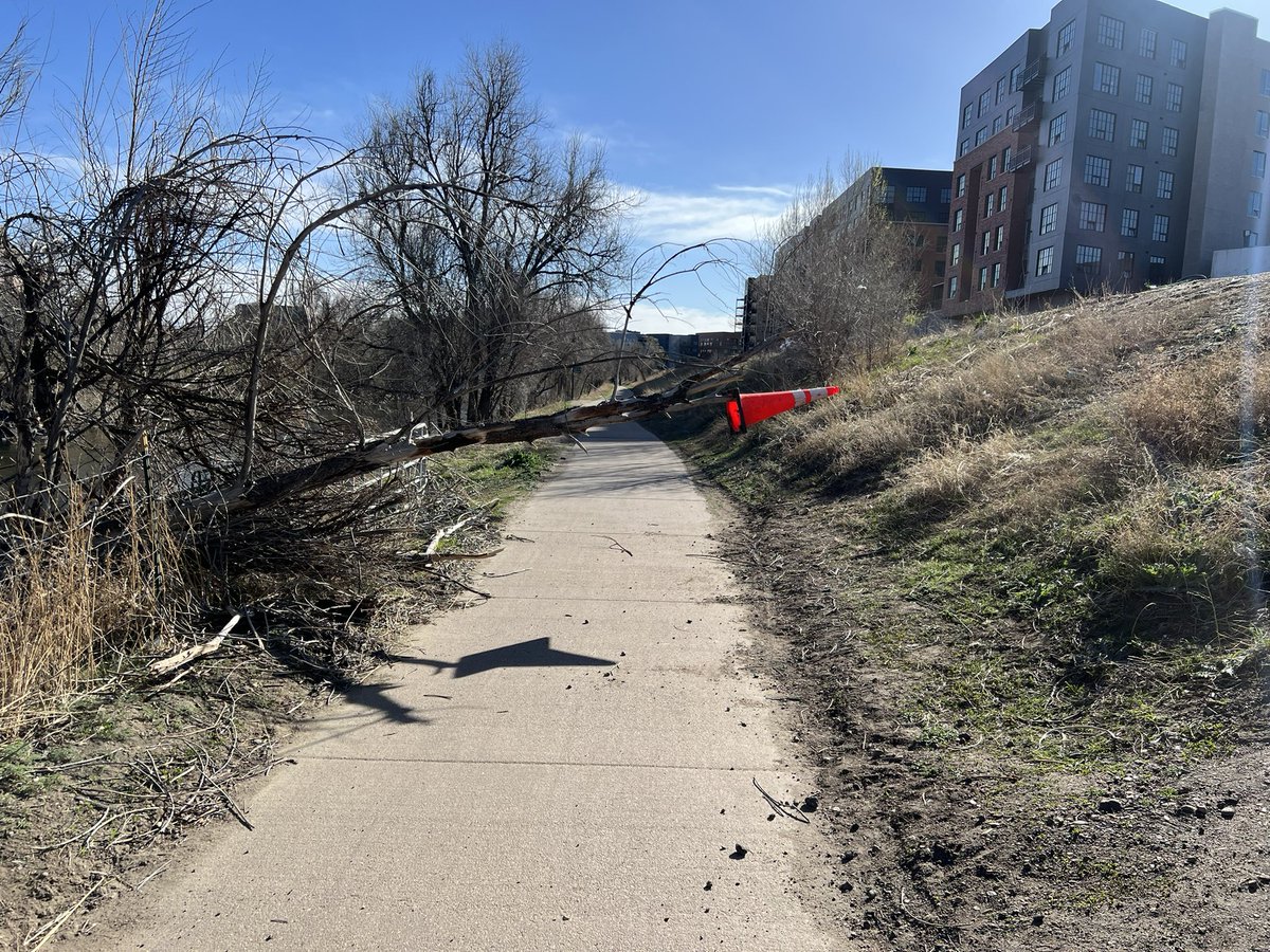 Heads up #BikeDEN. Fallen tree on South Platte Trail near 30th Street