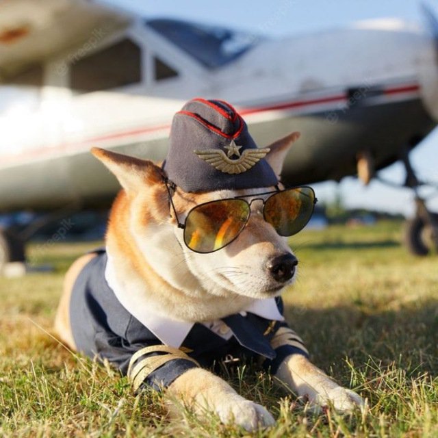 Cyrpto_Fly's tweet photo. Please seat your belts 😌 Prepare for take off ✈️✈️ @elonmusk #doge #floki #shib #wif #to the moon https://t.co/sP60HQfBI6
