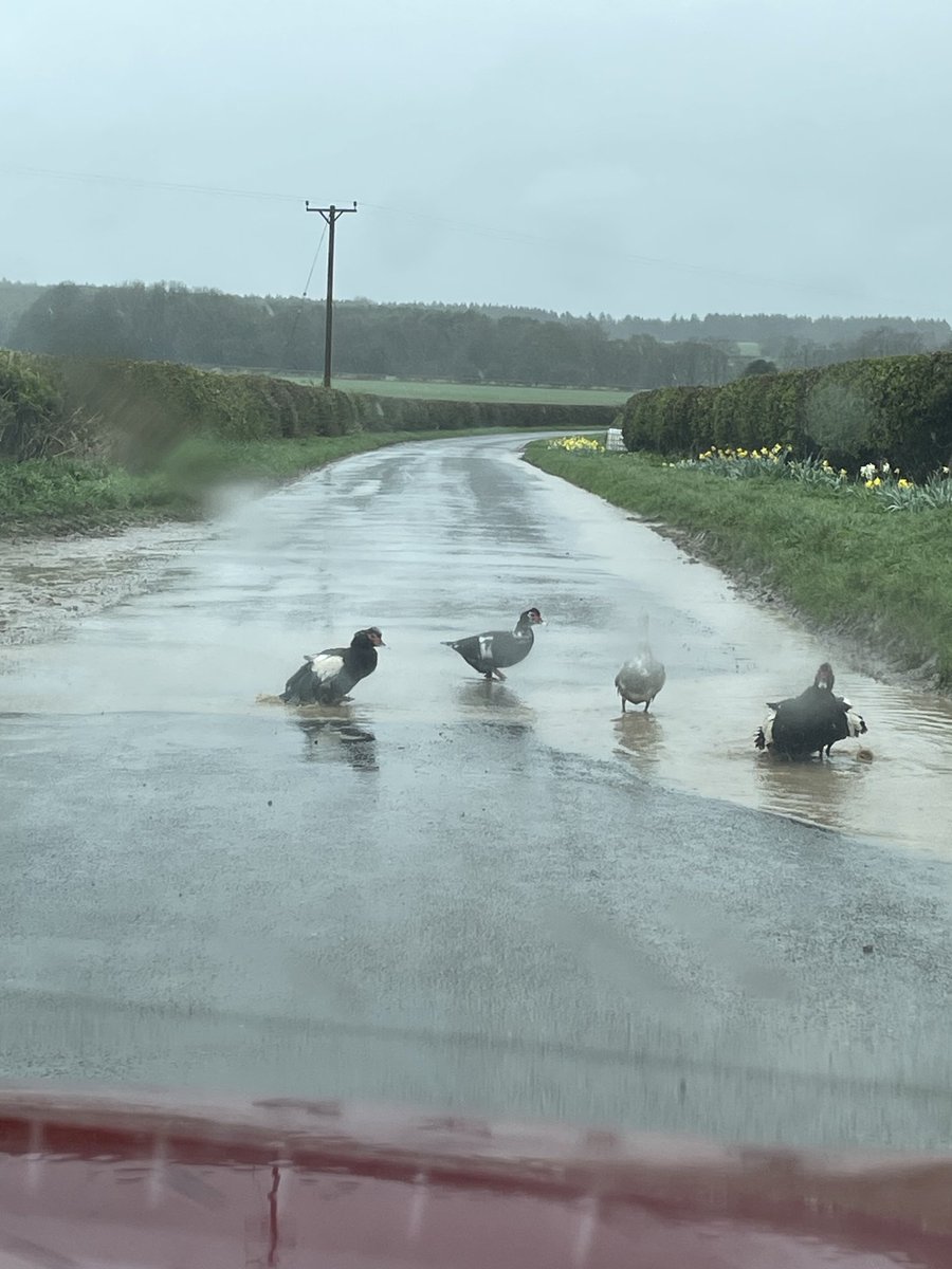 LizzieNelson's tweet photo. Interesting road hazard on my rainy #NorthYorkshire walk today. Nice weather for ducks https://t.co/rJkz0YO032