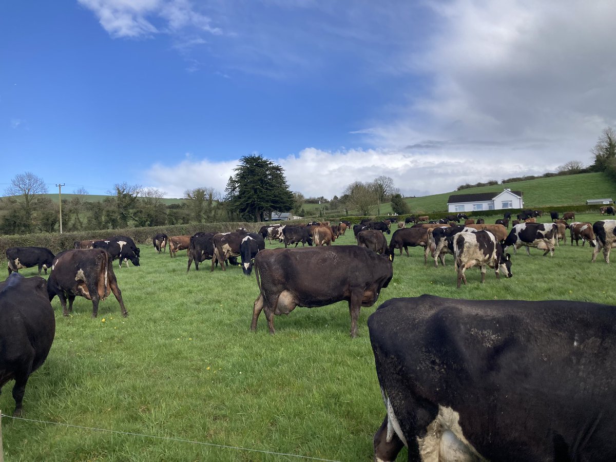 sprinkles785's tweet image. Grand between the showers 🙄.. second break for today #pushon #oad