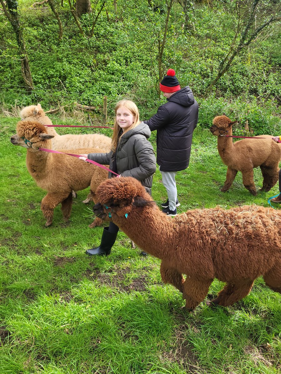 Class couple of hours with the kids walling the Alpaca's at Leven Grange.