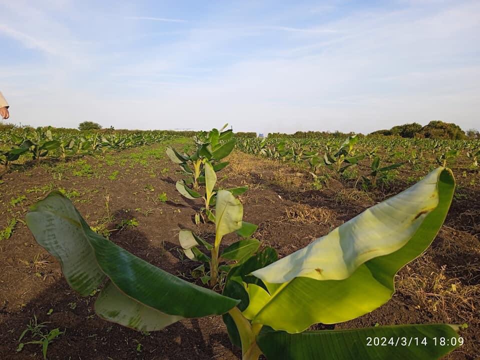 La provincia de Camagüey logra la condición de destacada dentro del movimiento de la agricultura suburbana, iniciativa que se desarrolla con resultados productivos significativos.
#agriculturaurbana 
#soberaniaalimentaria 
#Camaguey