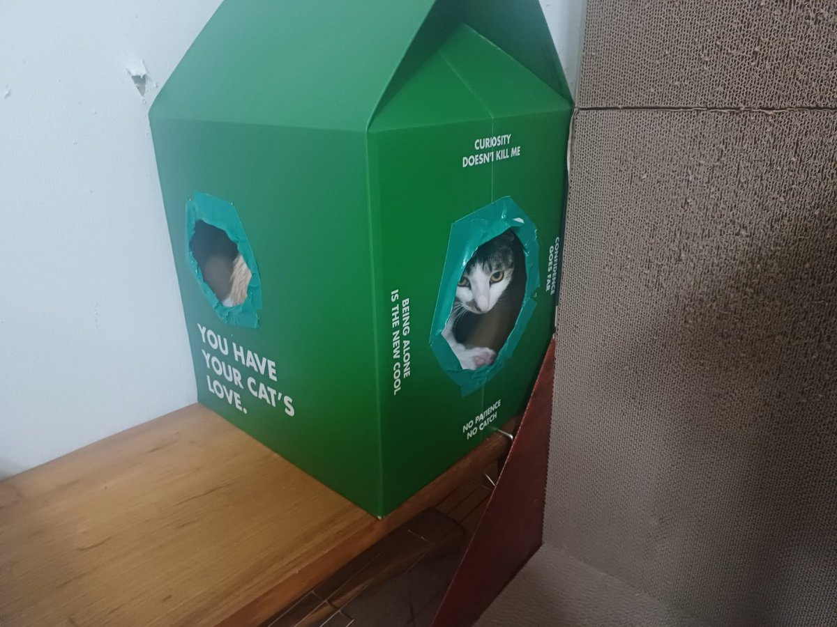 사랑이 미미 행복이+행운이^^
사랑이는 안고 양치와 발톱을 깎입니다(하기싫어 울면서도 가만히 있어요)
미미는 도망갈려고 하는데 작아서 딱잡아서 합니다
행복이는 도망가며 할퀴고
행운이는 너무 할퀼까 겁나서 못하는 상황입니다  4마리 성격이 모두 다릅니다^^
이쁜아이들 평생집사님 찾습니다