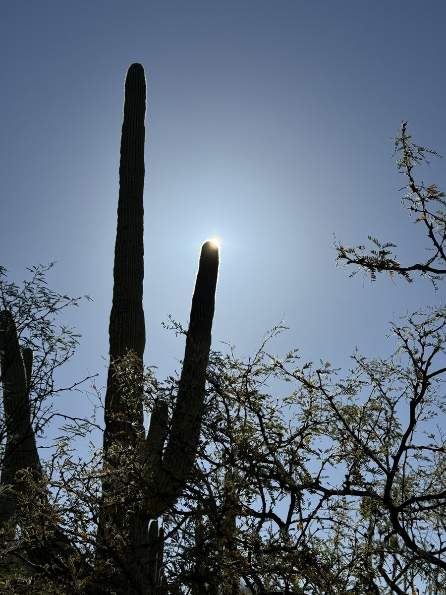 Cactus eclipse…. 

The heavens proclaim the glory of God. The skies display his craftsmanship.. Psalm 19:1 @EEvangelism #glorytoGodalone
