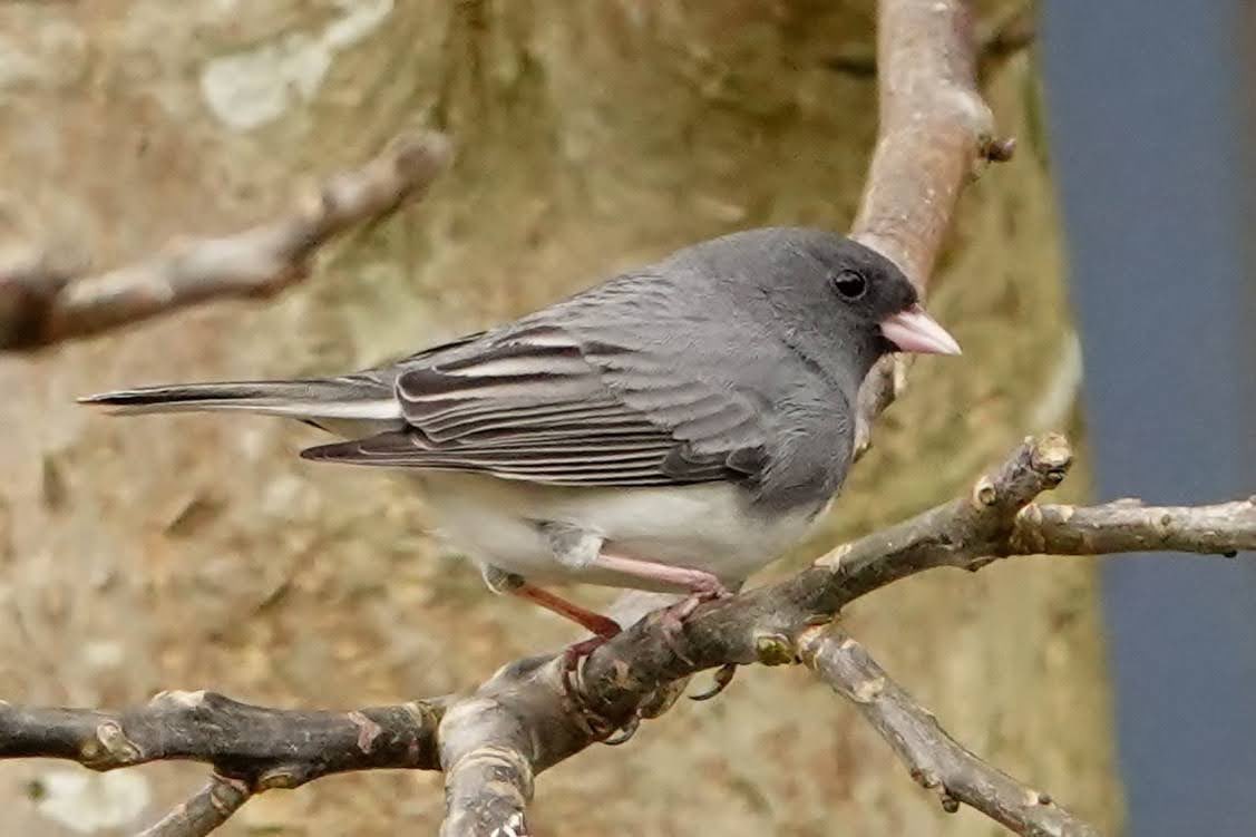 So happy to add Dark-eyed Junco as a lifer today with the bird showing quite well. Many thanks to the homeowner for granting access to his garden #BirdsSeenIn2024 #my200birdyear #BBCWildlifePOTD #TwitterNaturePhotography #birding