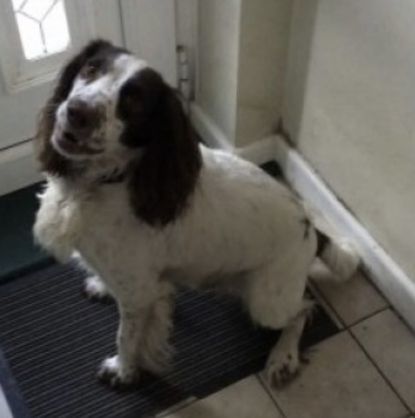 rosieDoc2's tweet photo. HARLEY missing GREAT #WILBRAHAM / #FULBOURN #Cambridge #CB21 EAST ANGLIA 4/4/24
Male/adult white with brown markings & ears
https://t.co/WAnDAIqOmo
@Fulbournfc @bluebirdswfc @FulbournLabour @FulbournCentre @JacquiSaid @PcsharonPage @millypod1 @juliagarland73 @RachaelB100 https://t.co/NjwxEbRDN7