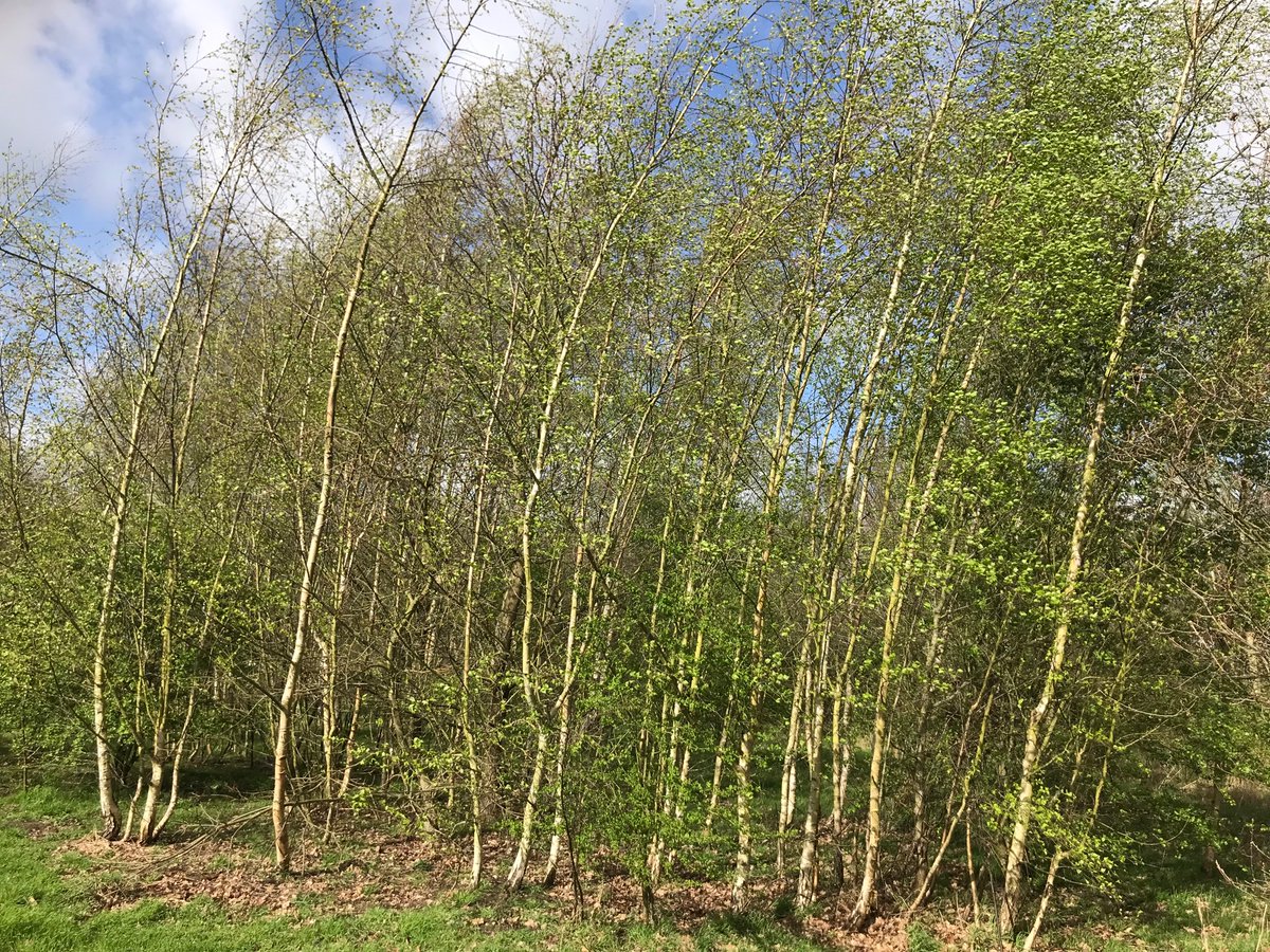 Spring has arrived on RoseHill, a public green space & wildlife habitat/woodland, soon to be destroyed thanks to @MyDoncaster who promised to protect places like this. But when a developer wants to buy RoseHill from them to build “executive homes”, their promise gets forgotten😿