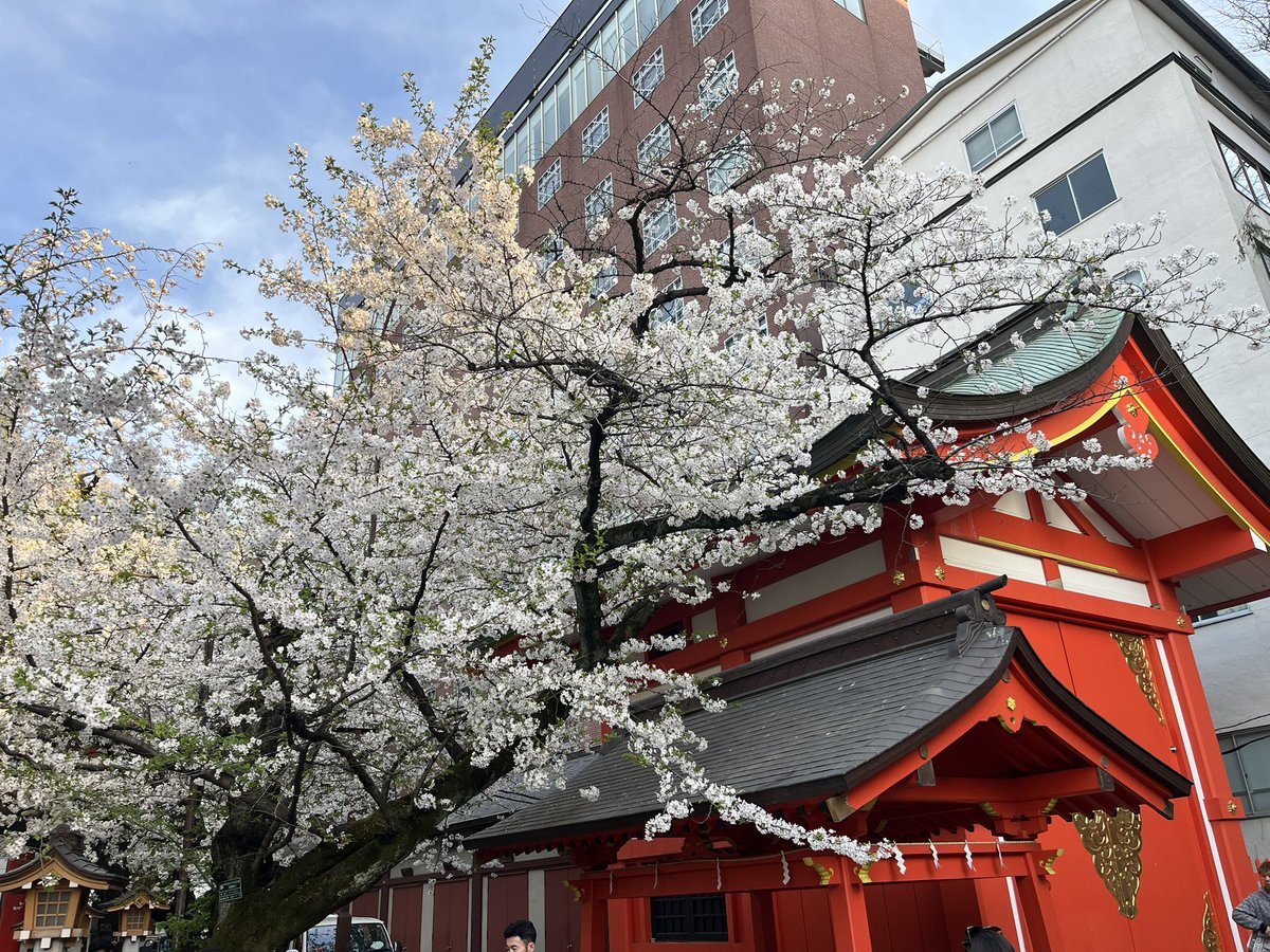 sakura season was a little late this year but still as beautiful as ever 🥹