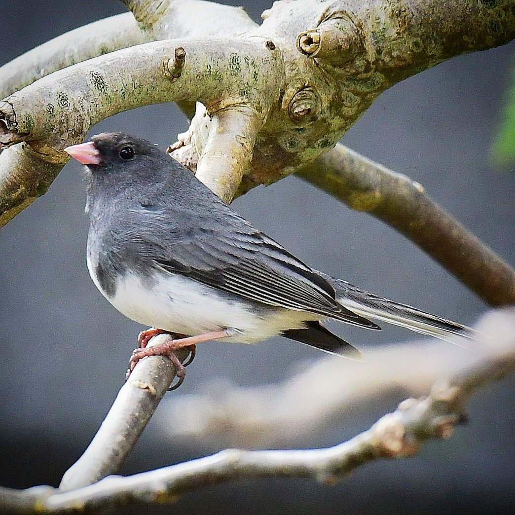 Dark-eyed Junco, this afternoon in Gillingham, Dorset.