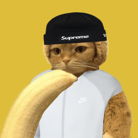 MonkeyCatSolana's tweet photo. Price might be dead 😭🪦💀

Engagement might be down🛝🌚🍌

But there are lots of drip monkey cats in telegram still chilling no matter the price

MONKES STRONG TOGETHER 🐒🦍🐒🤝🤝 https://t.co/vhXA0OweGX