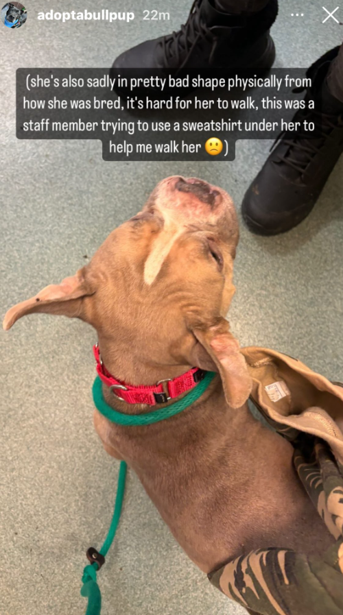 Wonton💔
#MedicalRescue
#AdoptMe 
#RescueMe 
#NYCACC 

Wonton has a cleft palate, a few mobility issues
✳️Special Needs✳️
Curious, sweet & so adorable
Pls #Pledge 
Become a #Foster 
Take her to vet appointments, physical therapy
Just nurture & treasure this special girl