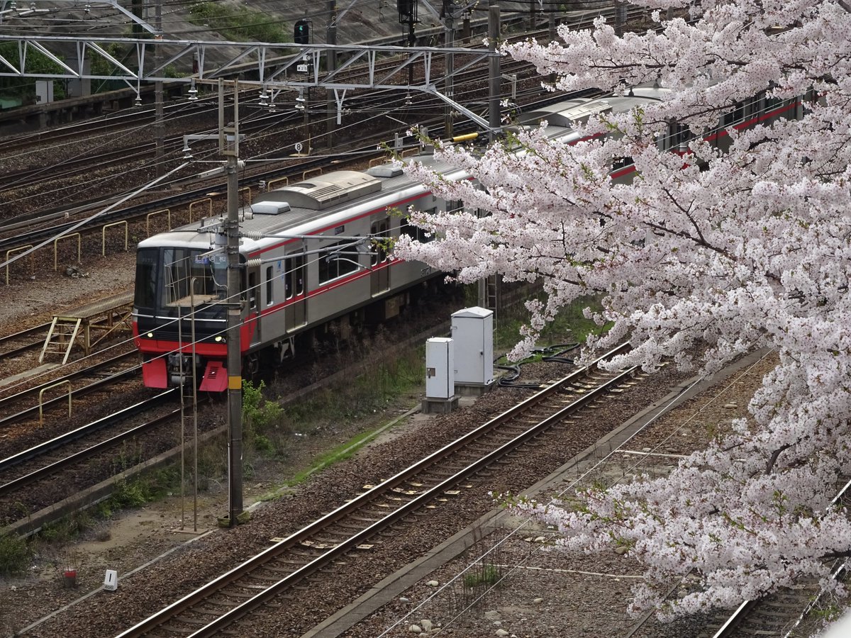 金山公園の桜並木が最高なので見てください🌸🌸🌸