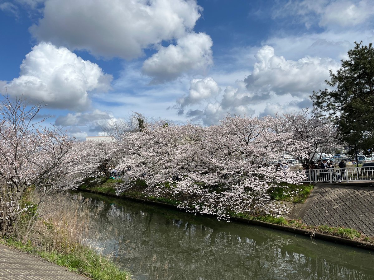 うむ、リハビリがてらお花見の様子をポストしてみる🌸