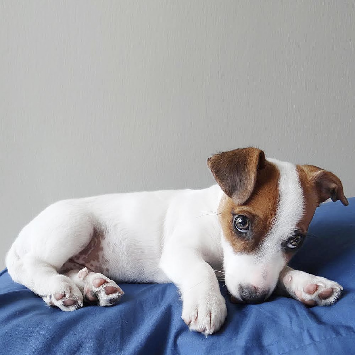 brightening up your day with some baby astro📷

#puppies #doglovers #jackrussellnation #9gag #barked #animalsdoingthings #jrt #jackrusselldog #astro #dogs #dogsofinstagram #dog #dogstagram #jackrussellofinstagram #cute #cuteness #cutenessoverload #doggo #doglovers #doglove…