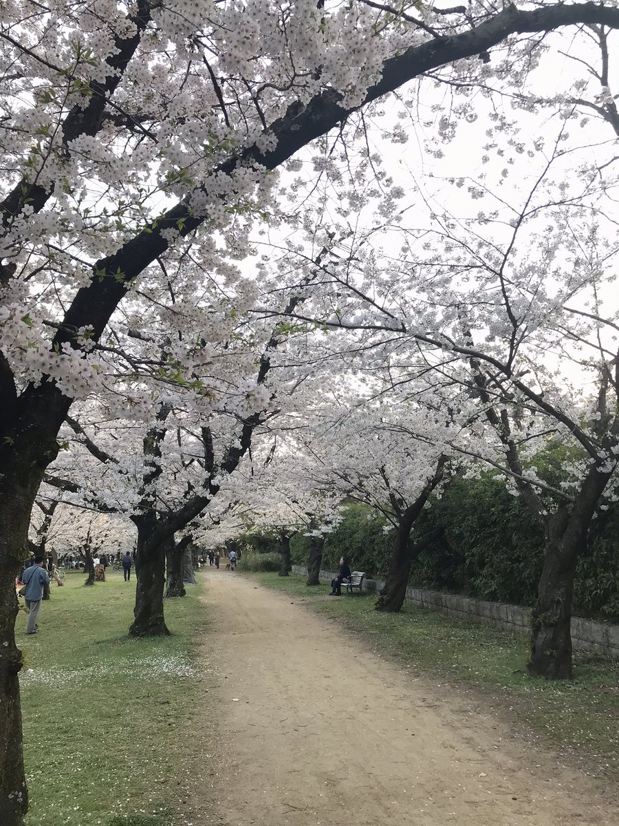 Hitomickeymouse's tweet photo. Sakura with BBQ smell...
#sakura https://t.co/11E9BeU0rT