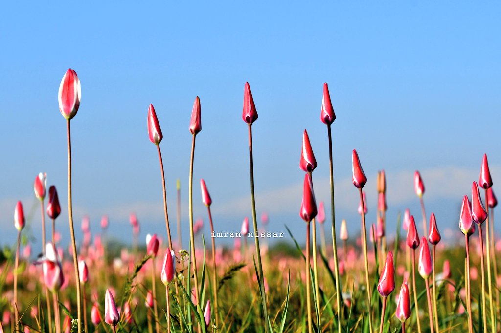 Captivating Beauty: Wild Tulips in Pampore