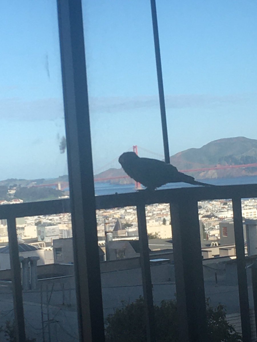 TessCollins's tweet photo. Ze parrots are visiting today. https://t.co/BxjKRbVCpY