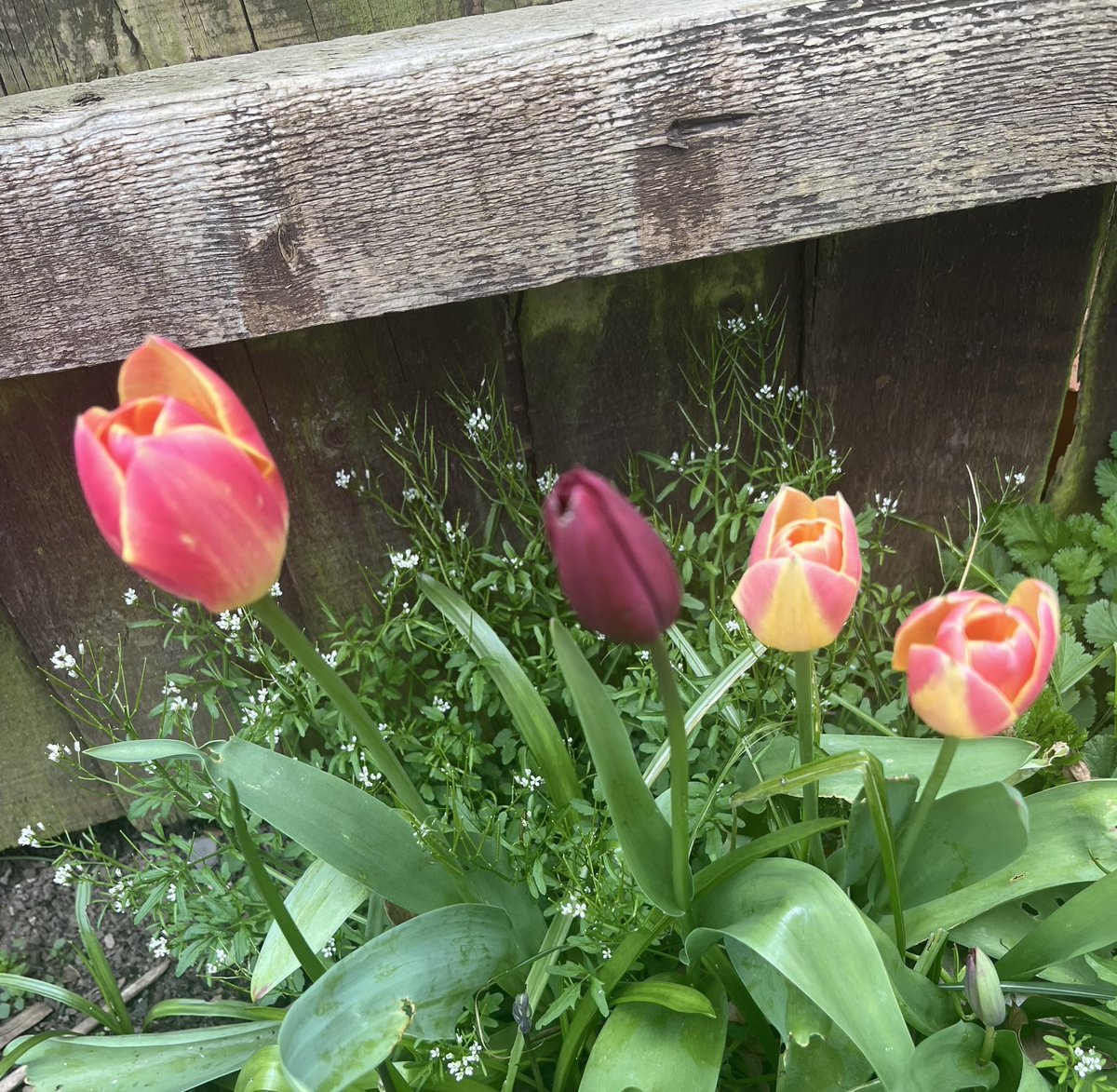 A bit battered by the wind over the last days but these are still beaut, a bit more #tulip mania…
