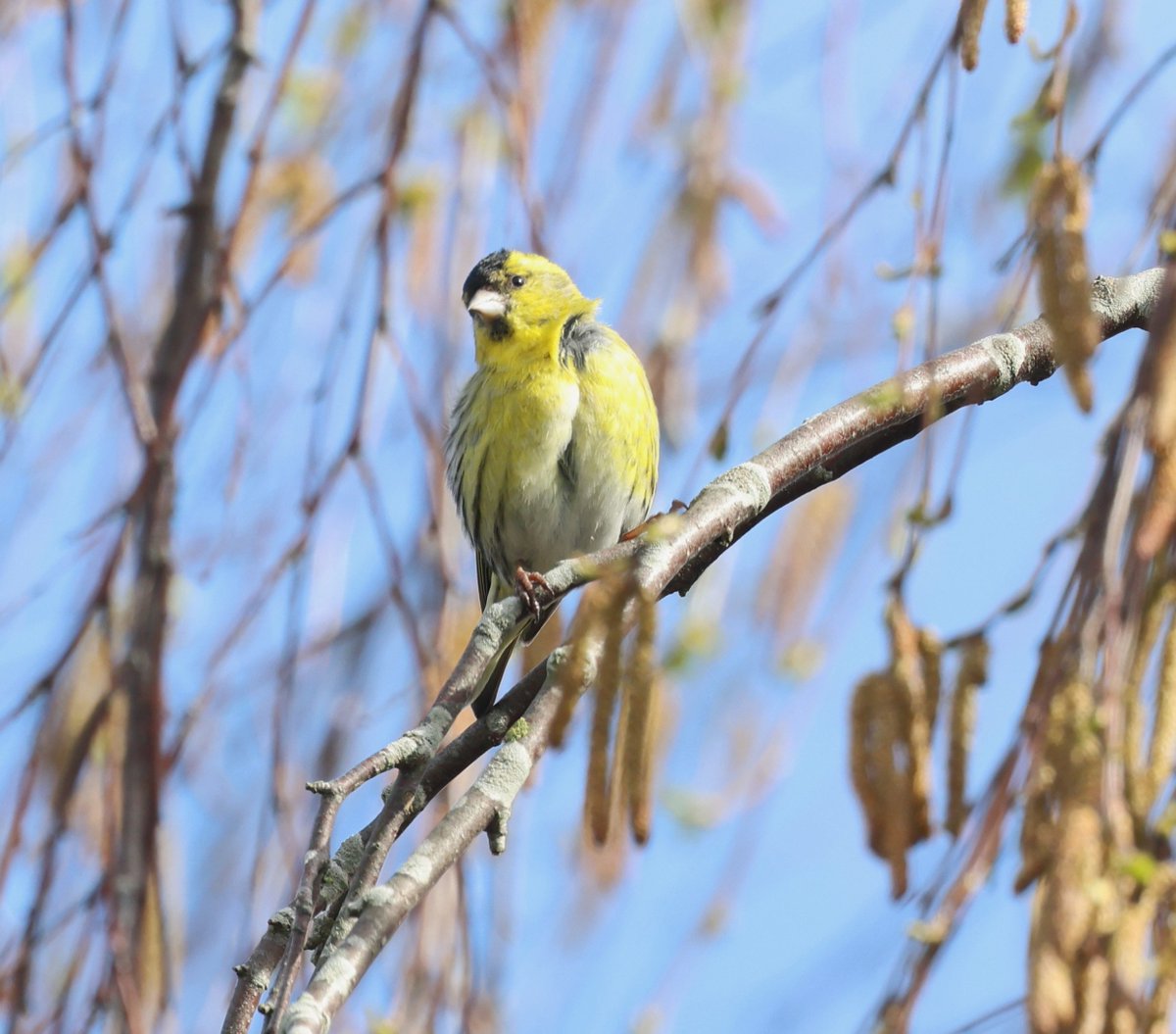 First day since 30 January without Siskins around the garden, they may have moved on with the S wind. Usually have a pair stay to breed so we shall see. Its quiet without their chattering in the trees! @BTO_GBW #birdwatching #birds