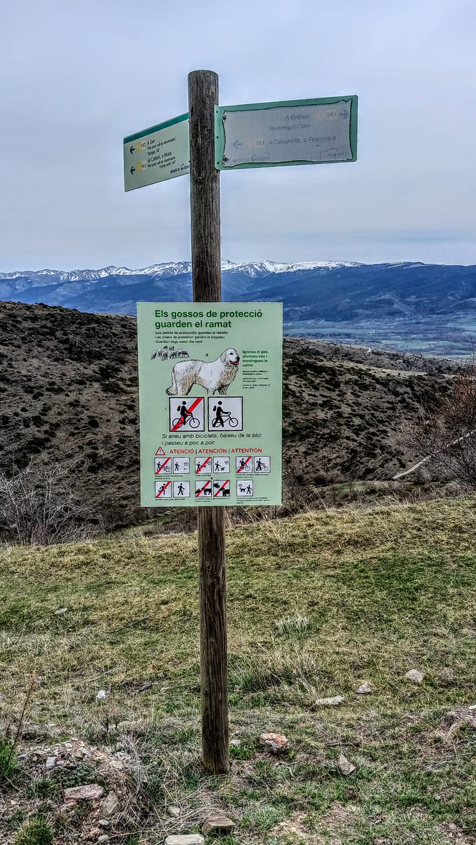 Hem farcit la finca de cartells ben grossos explicant què fer si us trobeu un gos de protecció de ramat, així no hi haurà excusa pel runner que no frena ni pel ciclista que pega patades des de la bici!