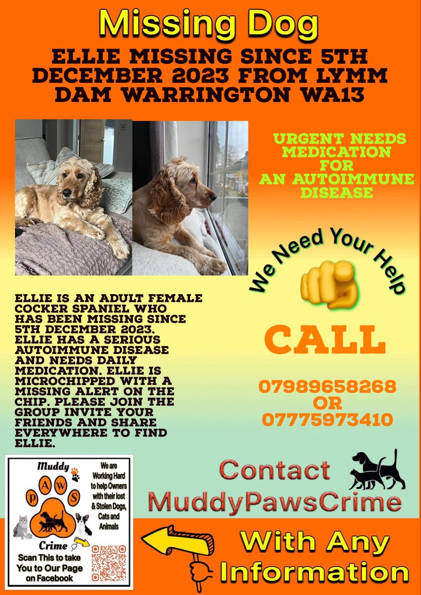 ***URGENT APPEAL FOR INFORMATION*** Ellie is an adult female Cocker Spaniel who has been missing since 5th December 2023 from Lymm Dam Warrington WA13. She is microchipped with a missing alert on chip & spayed . **Ellie has a serious Autoimmune Disease** & needs daily medication