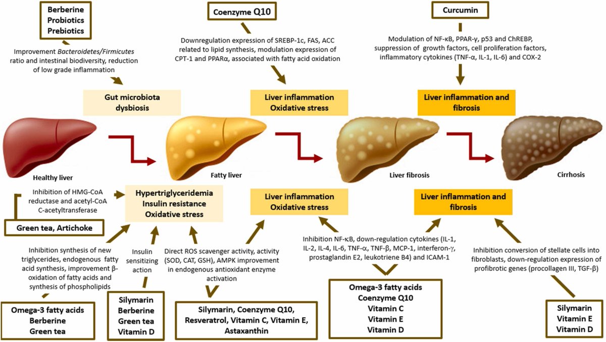 Nutraceutical approaches to non-alcoholic fatty liver disease (#NAFLD): A position paper from the International Lipid Expert Panel (ILEP)
sciencedirect.com/science/articl…
@HealthyFellow @Grimhood