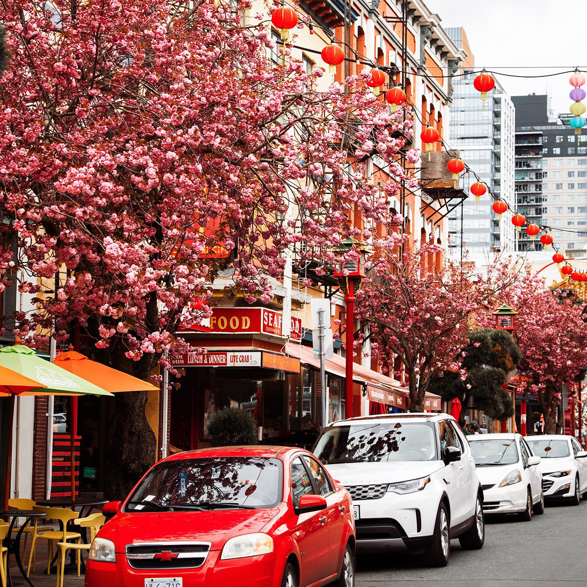 Cherry blossoms make for a nice accent to Chinatown’s red lanterns 🏮🌸 📍: Chinatown 📸: ericisadas (IG) #explorevictoria #chinatown #yyj #cherryblossoms #spring