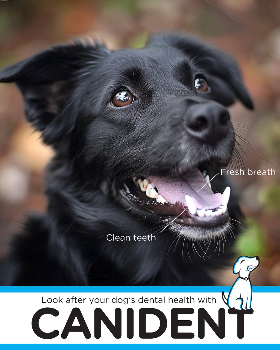 I wear my smile with pride, thanks to Canident! It naturally battles plaque and tartar, ensuring that my breath is as fresh as my look. Let's spread smiles that are healthy and bright! #SmilingDog #FreshBreath #Canident