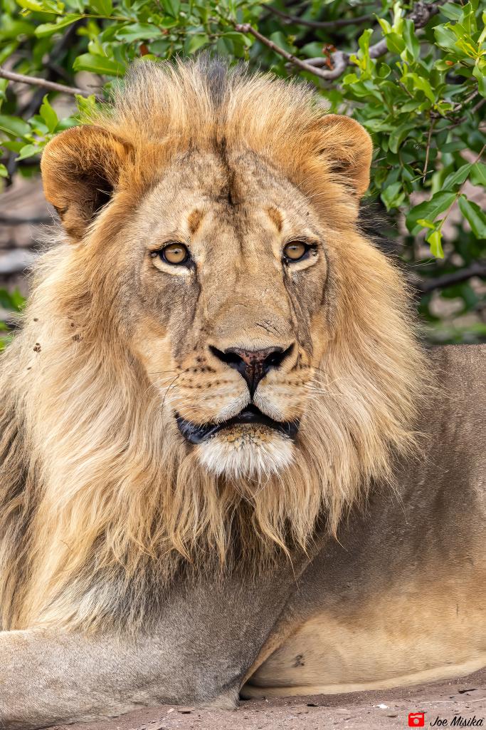 King Blondie
 
#lion #lionsofinstagram #lionsofmashatu #landofgiants #wildlifephotography #photomashatu #mashatu #mashatugamereserve #travelphotography #ilovebotswana #PushaBW #botswanasafari #botswanatourism #amazingcapture #mashatumagic #BWsFinest