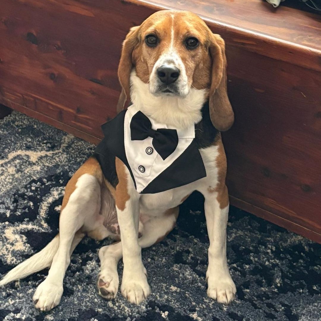 Happy Sunday from Copper, the dapper beagle who is setting the bar high for canine fashion! 🐶🎩✨

#beaglefreedomproject #beaglefreedom #bfp