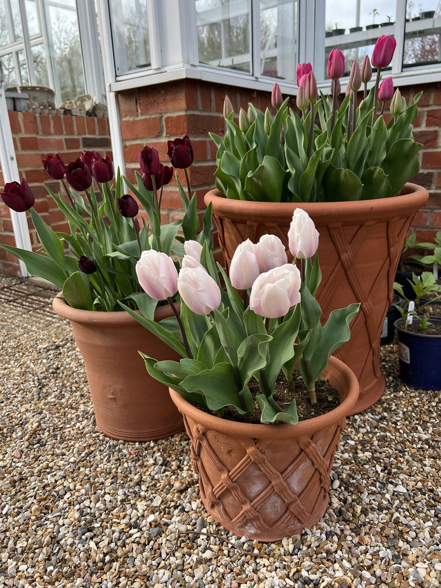 Rather like this new tulip for me ( the pale one). It’s called “Fay” - must have bought with you in mind @Shulton_Fay ! Paired with Ayaan and Barcelona.