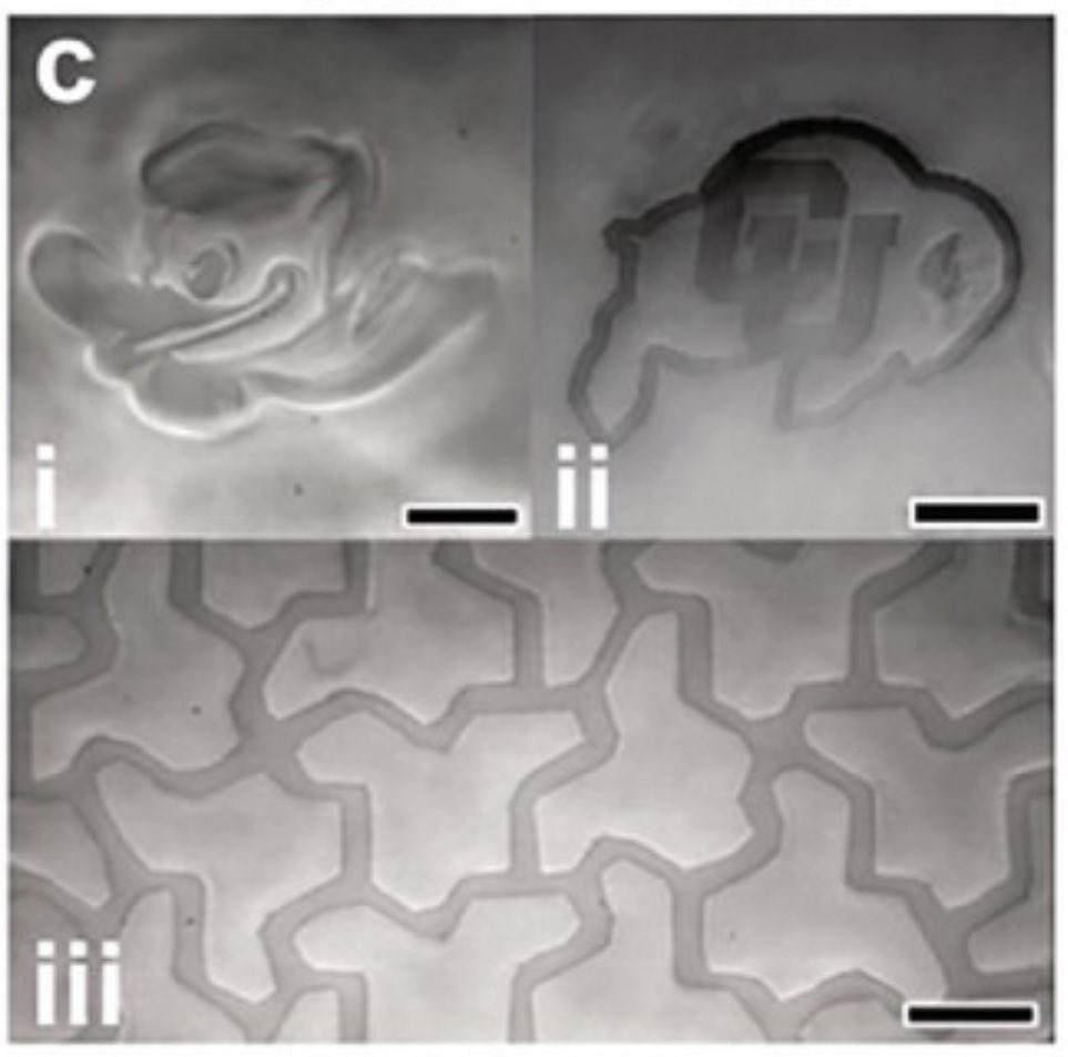 Bruce Kirkpatrick (@bruceekirk) on Twitter photo love working with my wonderful friend <a href="/TaylerHebner/">Tayler Hebner</a>! we show how thiol-maleimide hydrogels are radical-labile. we were especially pleased to sneak in an aperiodic monotile-patterned gel…read the paper at onlinelibrary.wiley.com/doi/10.1002/ad… love working with my wonderful friend <a href="/TaylerHebner/">Tayler Hebner</a>! we show how thiol-maleimide hydrogels are radical-labile. we were especially pleased to sneak in an aperiodic monotile-patterned gel…read the paper at onlinelibrary.wiley.com/doi/10.1002/ad…