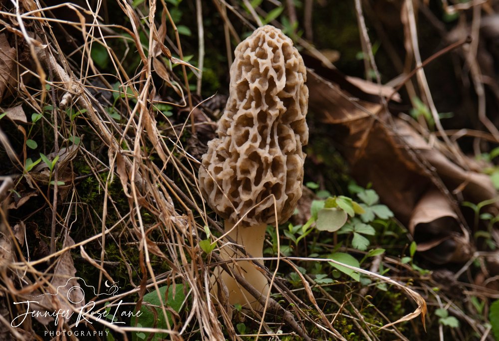 The morel mushrooms are popping up, or what we call them here, molly moochers 🙂 @WSAZBrandon @SpencerWeather @JoshFitzWx