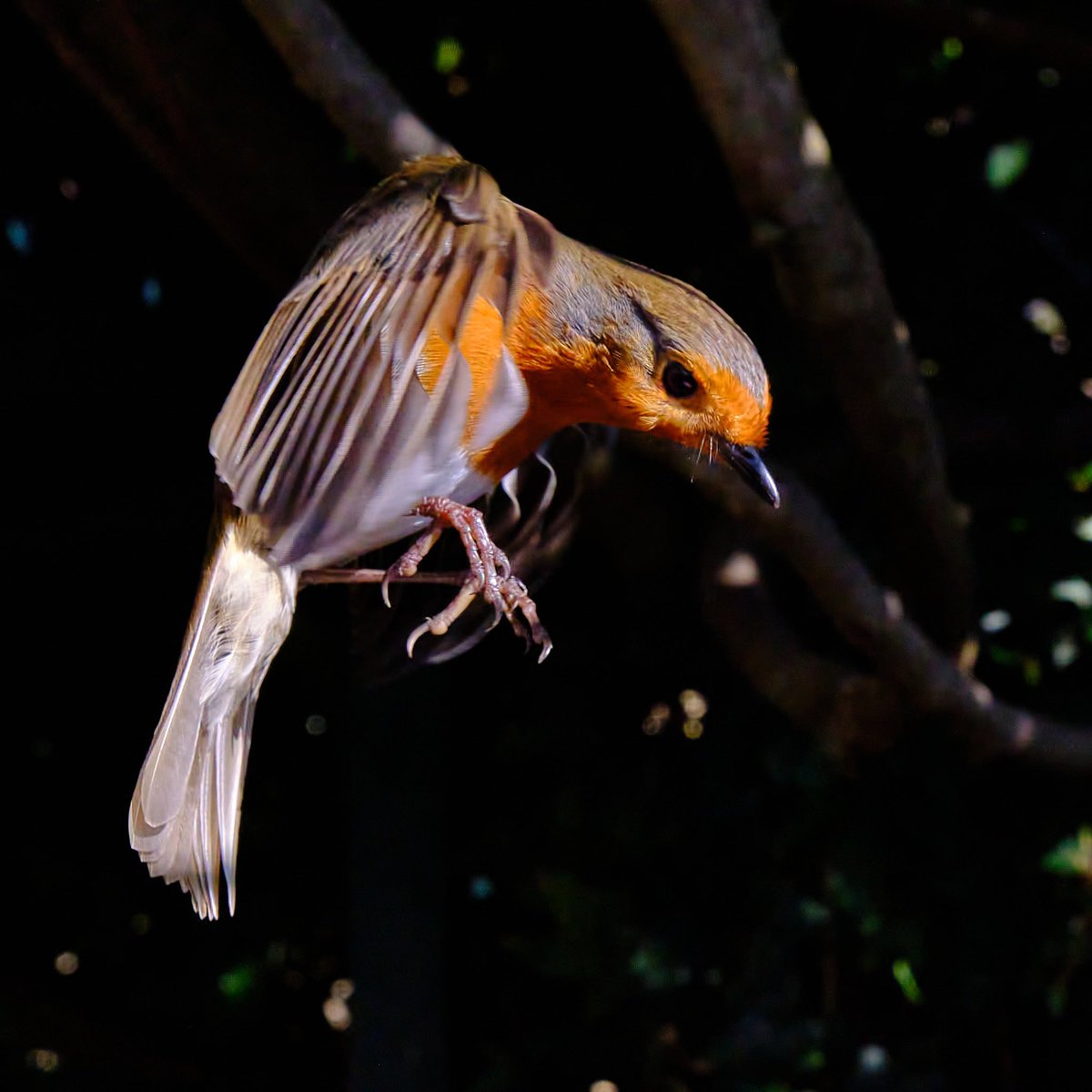 You might think that @ChrisGPackham is busy … but it takes a look at his newsletter to get a clearer view. Oh. And very kind mentions of mine and @CSLyons new books - mine with a 20% discount code! @chiffchat mailchi.mp/chrispackham/l… gratuitous Robin from my garden.