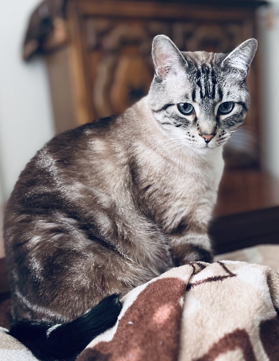 King of the Laundry