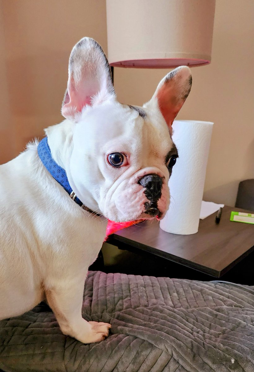 Awesome lil man Olie. 
#Frenchbulldog #frenchie #frenchielover #piedfrenchie #bluefrenchie #bulldog #frenchbulldogx