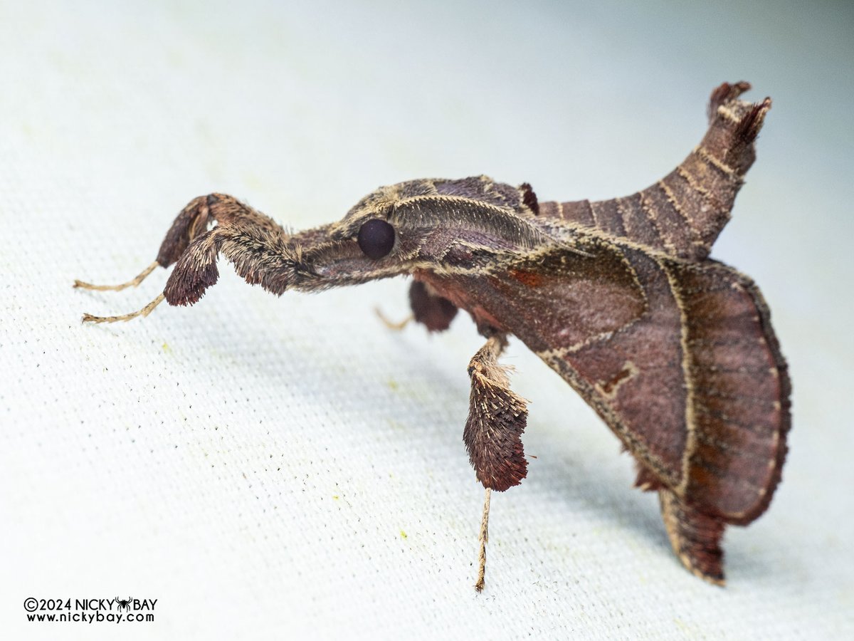 Sacada spp.

I prefer photographing them from the same angle. Not OCD, right? right?