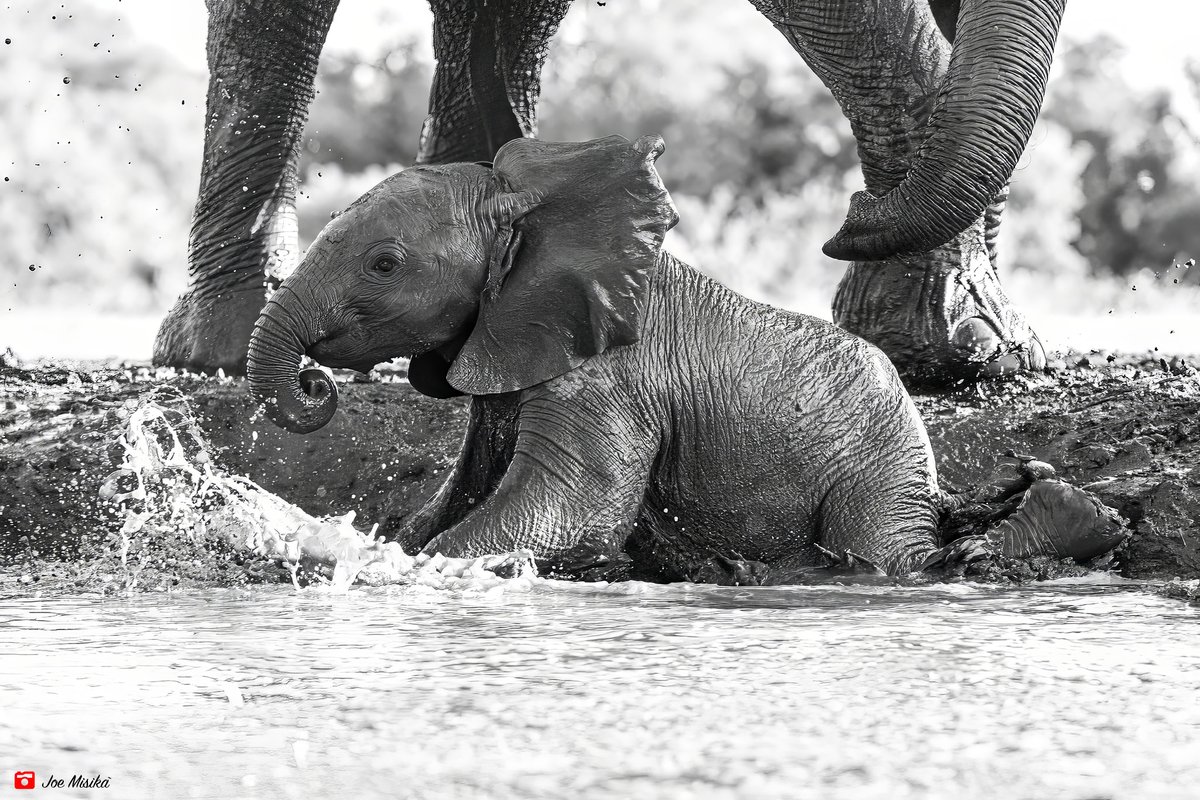 Stay cool & hydrated!

#elephant #elephantcalf #landofgiants #wildlifephotography #photomashatu #mashatu #mashatugamereserve #travelphotography #ilovebotswana #PushaBW #botswanasafari #botswanatourism #amazingcapture #mashatumagic #BWsFinest