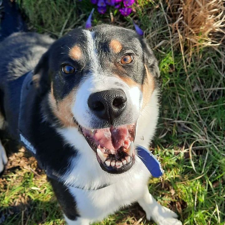 🙏 Nealy's so grateful 🙏 For every like, share & comment this week💕 Big thank you to @AlisonTodayFM for highlighting Nealy this morning on @TodayFM🙏 4 yr old collie boy Nealy is SO HOPEFUL we'll find a family to love him🥰 Let's find him a home 💙💖 madra.ie/dog-profiles/